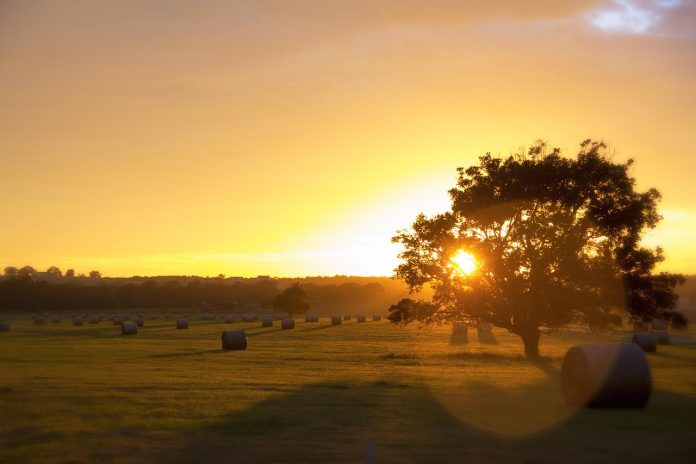 Bales of hay in a field.