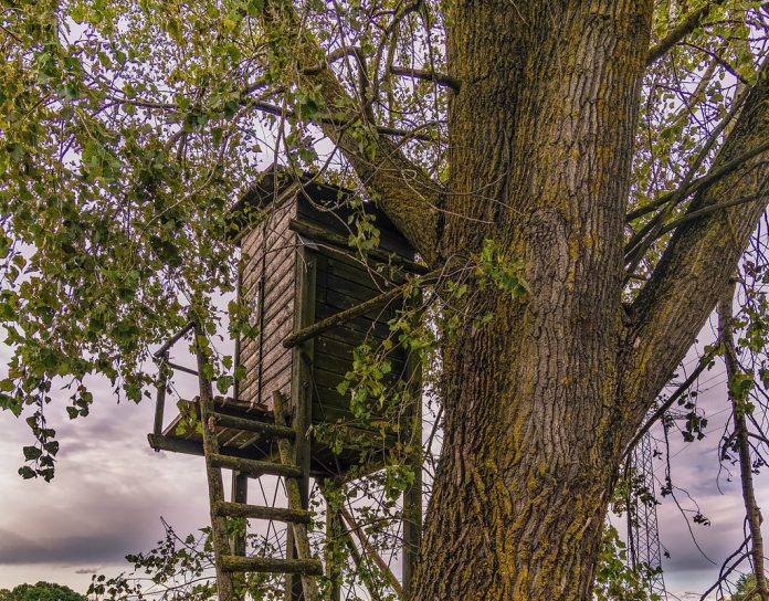 tree stand tree stand