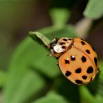 Asian Lady Beetle