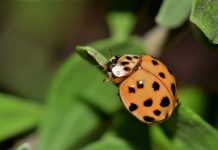 How to keep Asian Lady Beetles out of your house Asian Lady Beetle