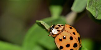 Asian Lady Beetle