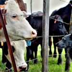 Something special about farm dogs cattle and a dog