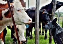 Something special about farm dogs cattle and a dog