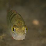 Perch season on Lake Erie perch