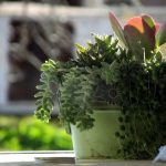 How to transition houseplants indoors for winter potted cactus