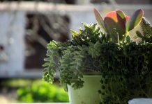 How to transition houseplants indoors for winter potted cactus