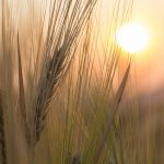 Wheat problems dominate markets wheat