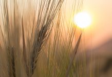 A quick guide to planting cover crops wheat