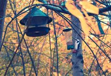 Time to fill the bird feeders for winter woodpecker