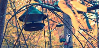 Time to fill the bird feeders for winter woodpecker