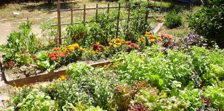 Central State University to build ag research facilities Raised bed garden