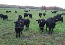 Make a plan for drought recovery Cattle in a field