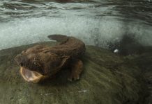 Public comment sought on eastern hellbender listing Eastern hellbender