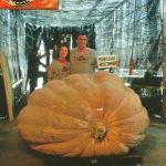 Giant pumpkin