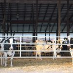 Comparing Ohio herd size groups Pine Tree Dairy cows