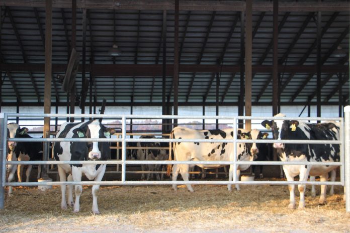 Pine Tree Dairy cows
