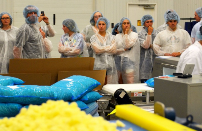 Potato production Potato production