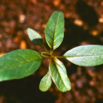 Waterhemp seedling