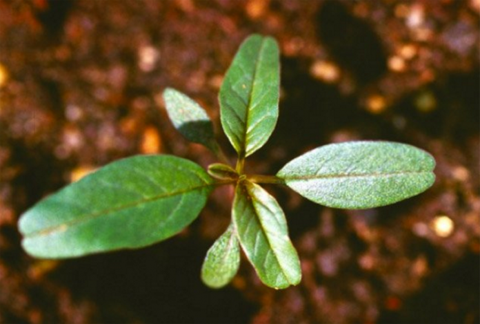 Waterhemp seedling Waterhemp seedling