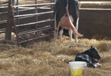 Take time to notice the miracles of farm life Dairy calf
