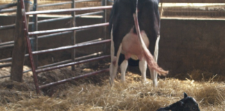 Dairy calf