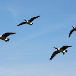 Beaver County farmer gets probation for killing geese Canada geese