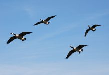 Avian influenza suspected in some Ohio waterfowl Canada geese