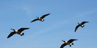 Canada geese