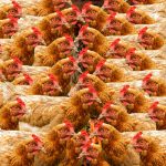 Killing GIPSA makes us worse chickens