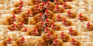Killing GIPSA makes us worse chickens