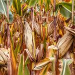 Pausing harvest for Thanksgiving corn