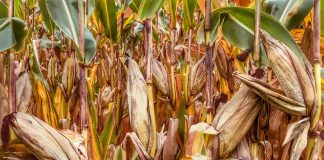 Pausing harvest for Thanksgiving corn