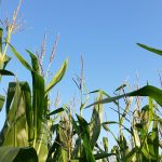 American farmer has mixed emotions from market cornfield