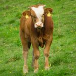Simmental calf