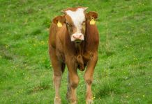 Simmental sires recognized by beef alliance Simmental calf