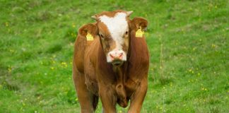 Simmental calf