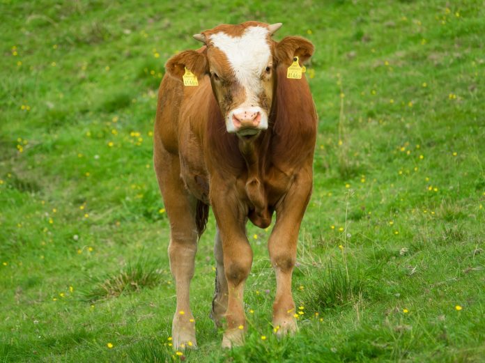 Simmental calf