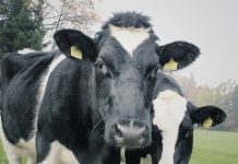 Opting out of the Dairy Margin Protection Program Cattle