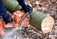How to fell a tree Cutting wood