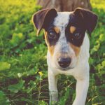 Tiny big loves jack russel