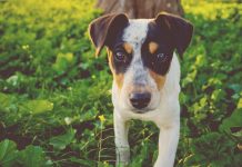 Tiny big loves jack russel