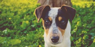 Tiny big loves jack russel