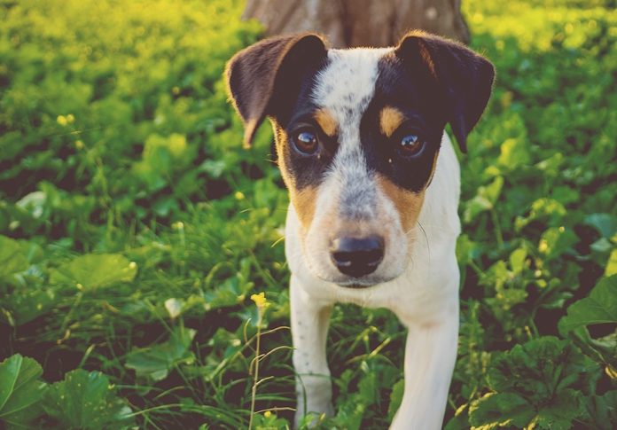 jack russel jack russel