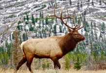 Bring dreams to reality; plan a destination hunt elk