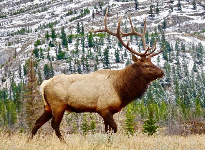 elk