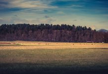 How can conservation easements help you? farmland