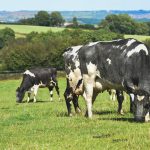 Don’t rush to get animals on pasture grazing cattle