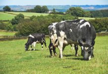 Having cows put proteins into milk is the goal grazing cattle
