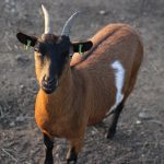 The little fainting goat who wouldn’t goat