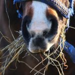 Horse eating hay